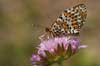 Tweekleurige parelmoervlinder 2 -  Melitaea didyma