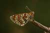 Tweekleurige parelmoervlinder 3 -  Melitaea didyma