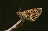 Tweekleurige parelmoervlinder 4 -  Melitaea didyma