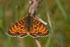 Tweekleurige parelmoervlinder 5 -  Melitaea didyma