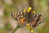 Tweekleurige parelmoervlinder 7 -  Melitaea didyma