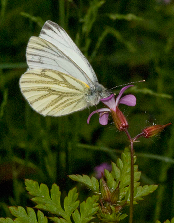 Klein geaderd witje 1 