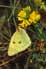 Oostelijke luzernevlinder 1 (Colias erate)