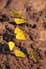 Oostelijke luzernevlinder 3 (Colias erate)