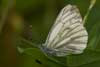 Berg geaderd witje 3 (Pieris bryoniae)