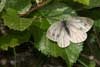 Berg geaderd witje 2 (Pieris bryoniae)