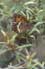 Oranje steppevlinder 2 (Arethusana arethusa)
