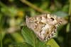 Zuidelijke heivlinder 3 - Hipparchia aristaeus