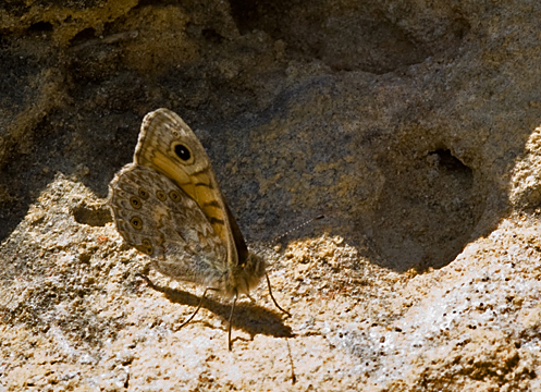 Rotsvlinder 1 - Lasiommata maera