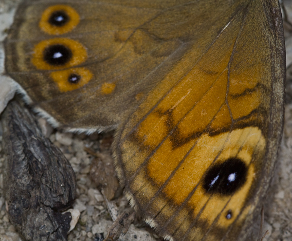 Rotsvlinder 5 - Lasiommata maera