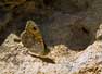 Rotsvlinder 1 -  Lasiommata maera