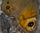 Rotsvlinder 5 -  Lasiommata maera