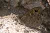 Rotsvlinder 8 -  Lasiommata maera